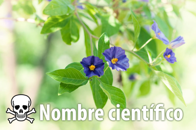 Nombres científicos de plantas venenosas