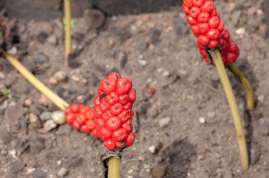 Arum maculatum - Aro