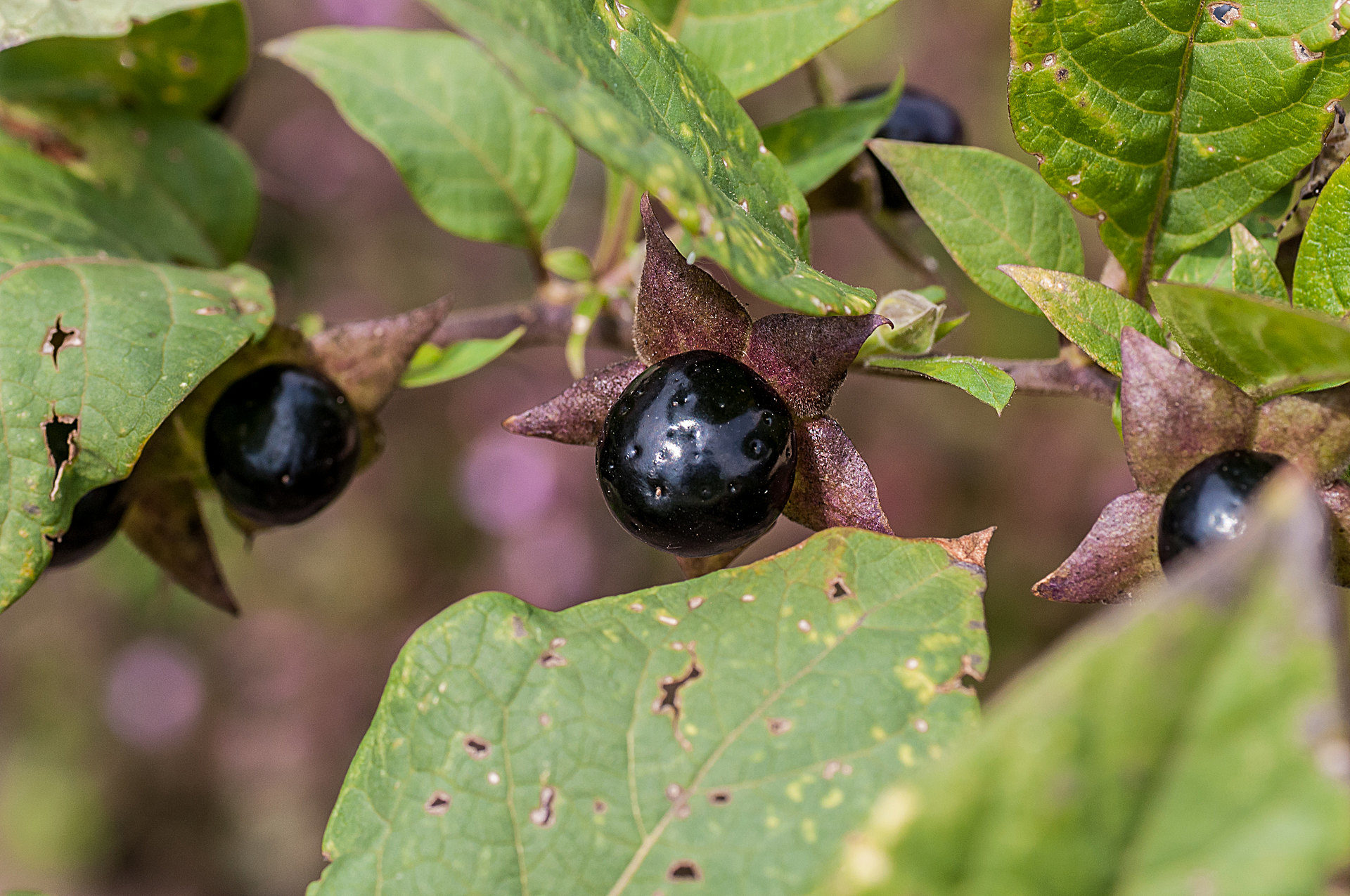 Atropa belladonna - Belladona