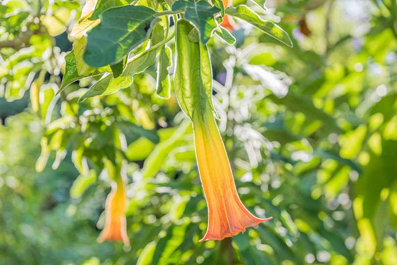 Brugmansia sanguinea - Trompetas de Ángel