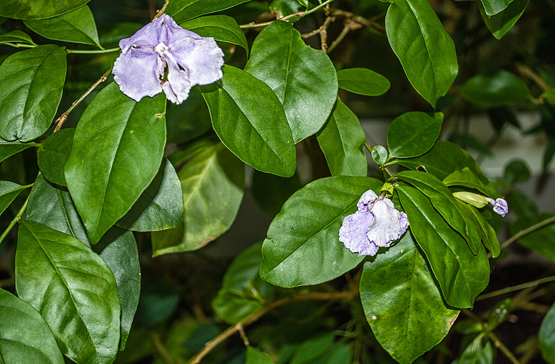 Brunfelsia pauciflora - Brunfelsia