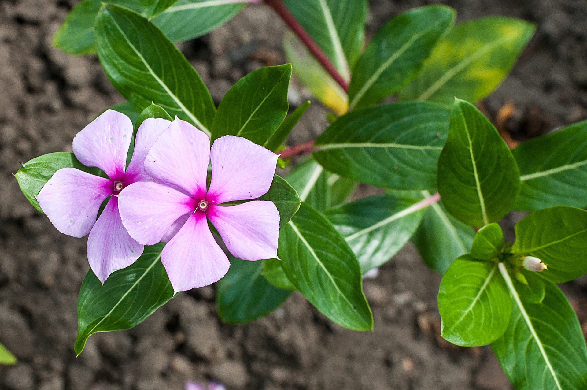 Catharanthus roseus - Vinca de Madagascar