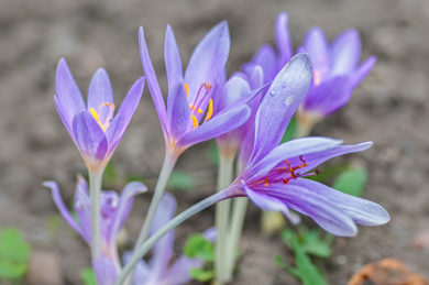 Colchicum autumnale - Cólquico