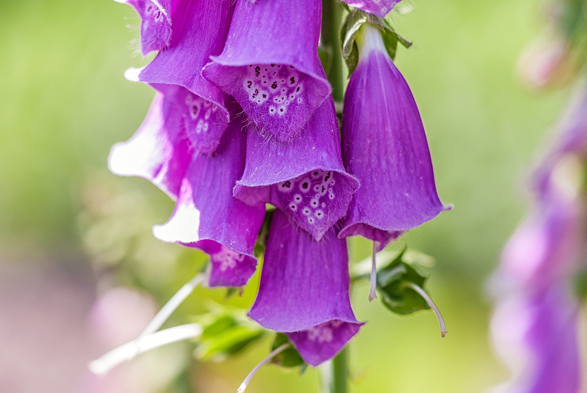 Digitalis purpurea - Digital