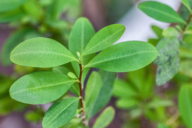 Erythroxylum novogranatense - Coca