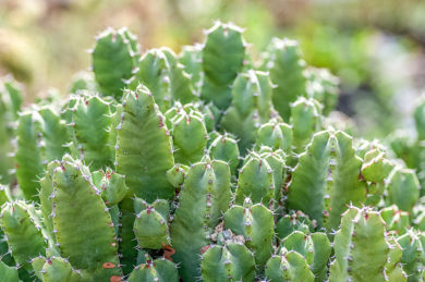Euphorbia resinifera - Cardón resinoso