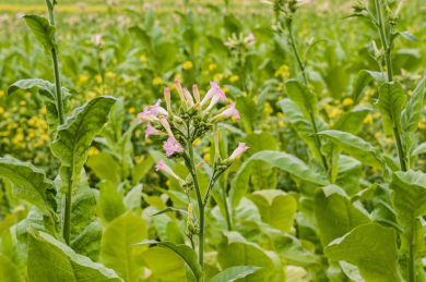 Nicotiana tabacum - Hierba santa