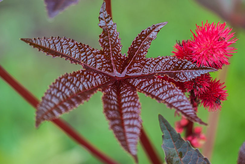 Ricinus communis - Ricino