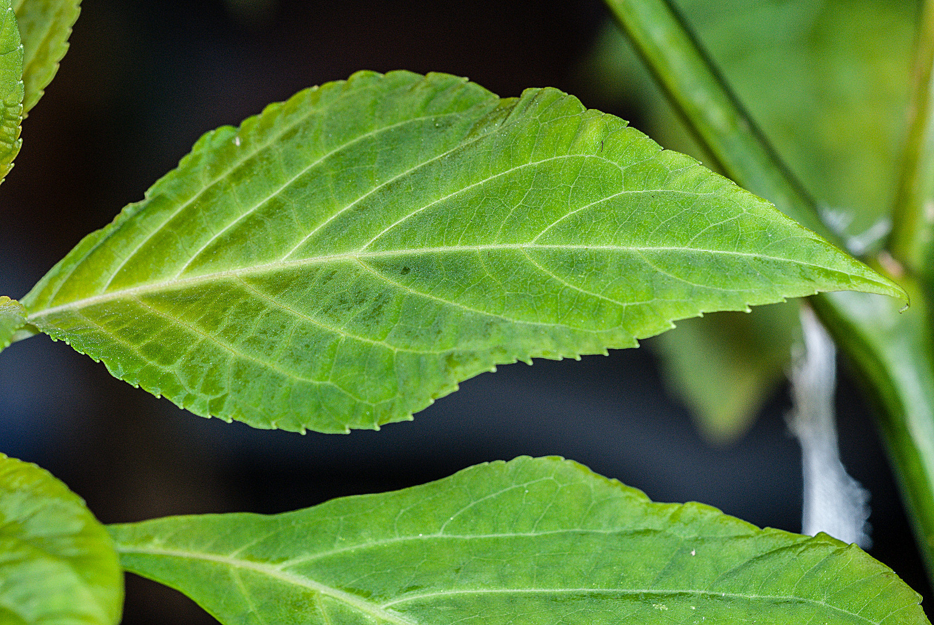 Salvia divinorum