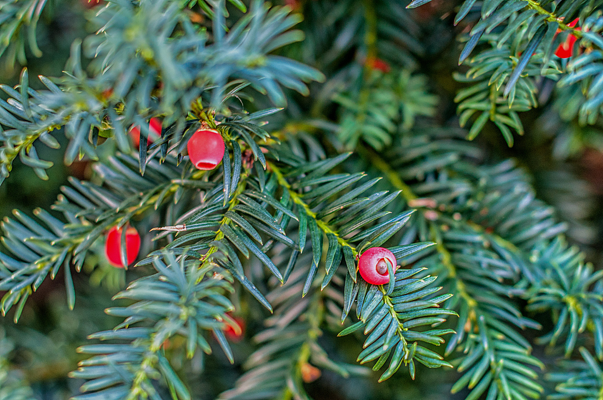 Taxus Baccata Tejo Negro Plantas Venenosas